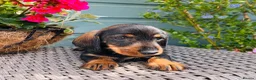 Dachshund dogs for sale: 🐾🌿 KC Registered Teckel Dachshund Litter 🌿🐾 - Advert 17