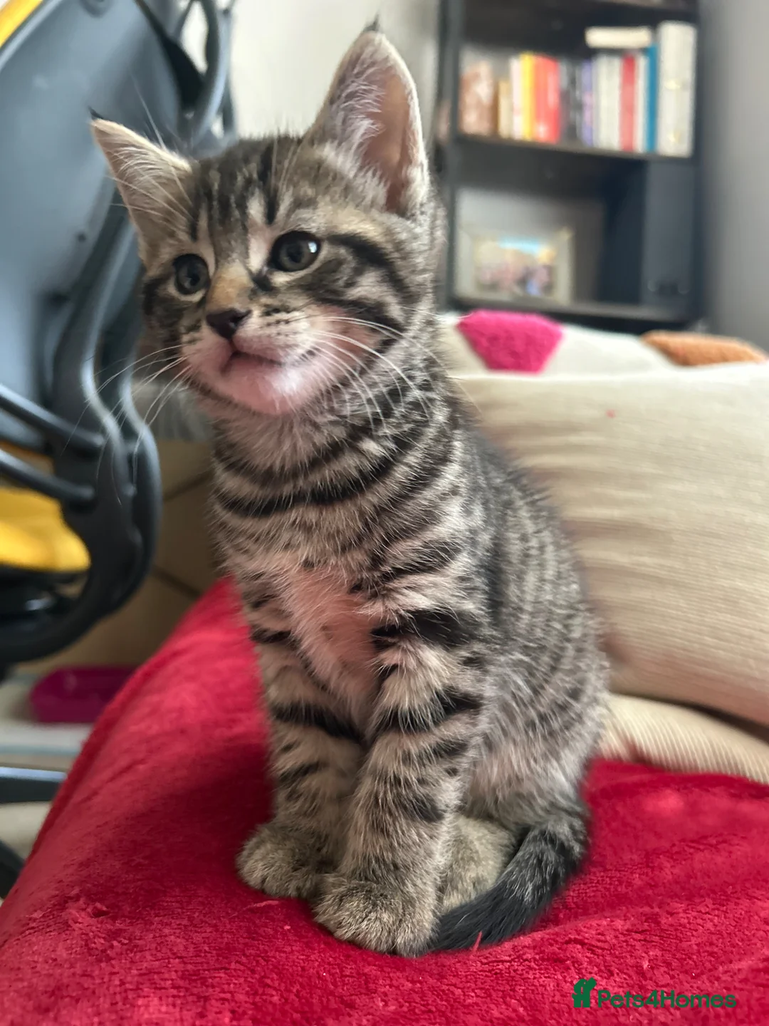 Mixed Breed cats for sale: Purr-fectly adorable playfull kittens - Advert 2