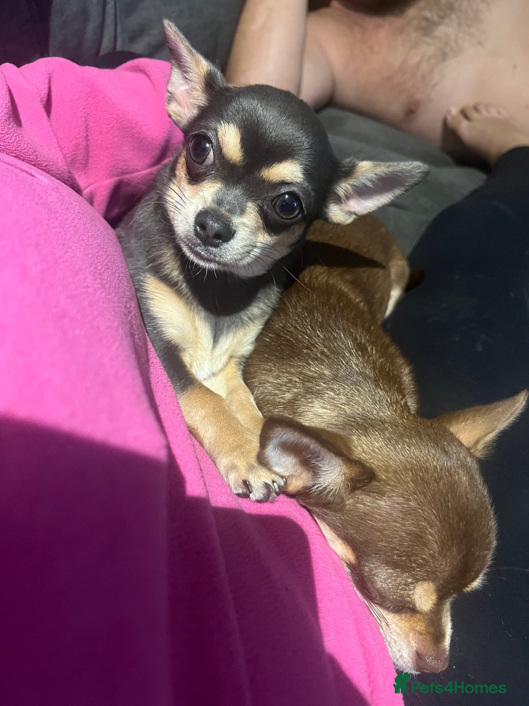 Chihuahua dogs for stud: Blue n tan small chihuahua stud carrying chocolate in Harpenden - Advert 8