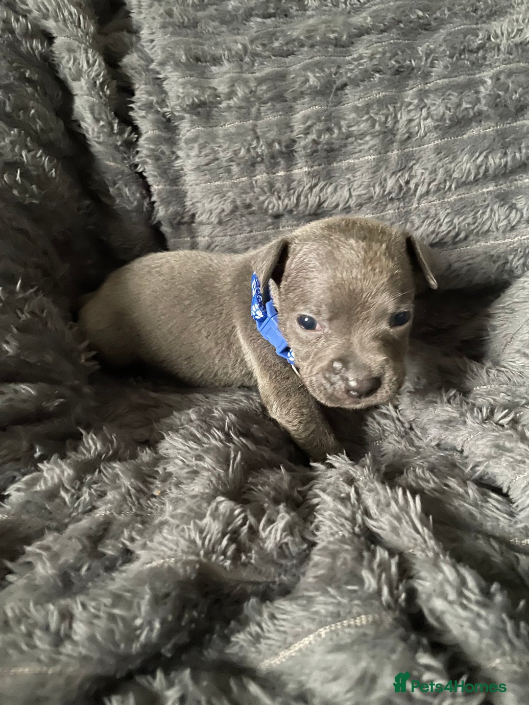 Staffordshire Bull Terrier dogs for sale: Blue Staffordshire Bull Terrier Puppies  - Advert 7