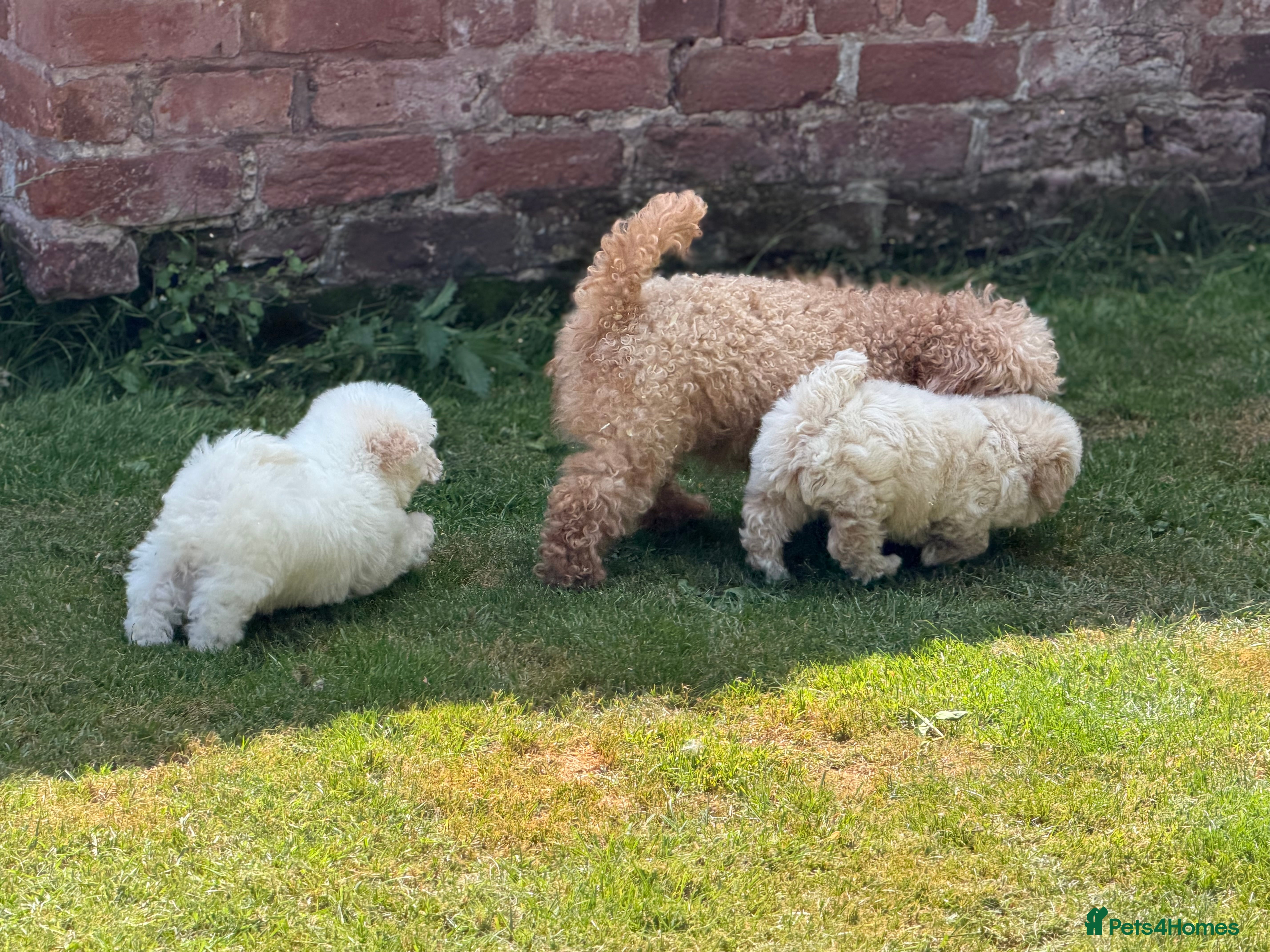 Cavapoochon dogs Two beautiful cavapoochon girls - Advert 2