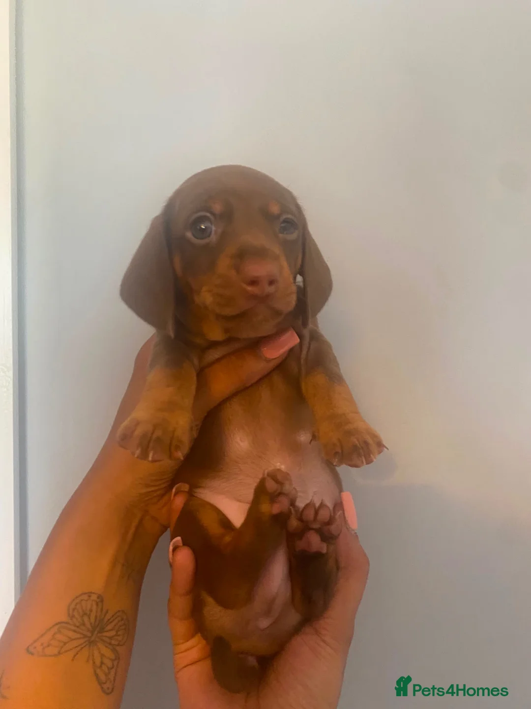 Miniature Dachshund dogs for sale: Beautiful Male KC Registered Miniature Dachshund - Advert 2