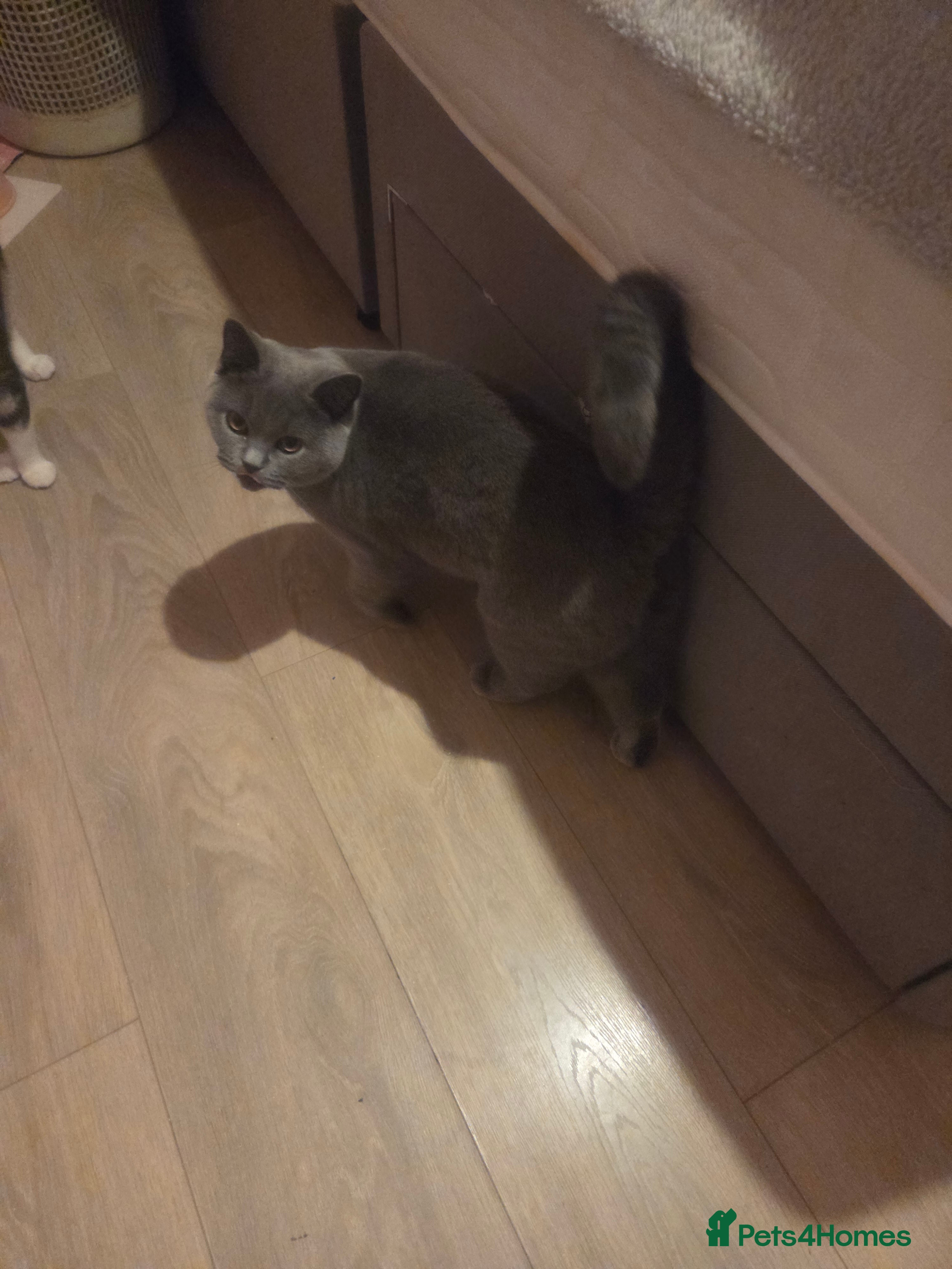 British Shorthair cats Blue british short hair  - Advert 1