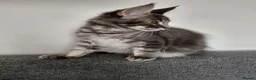 Maine Coon cats for sale: READY FOR COLLECTION  TICA registered kittens - Advert 16