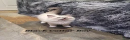 Ragdoll cats for sale: 💖11 WEEKS OLD💖 GCCF Registered Ragdoll Kittens. - Advert 14