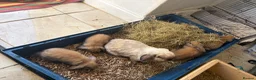 Mini Lop rabbits for sale: 4 Pure bred minilop rabbits for sale - Advert 7