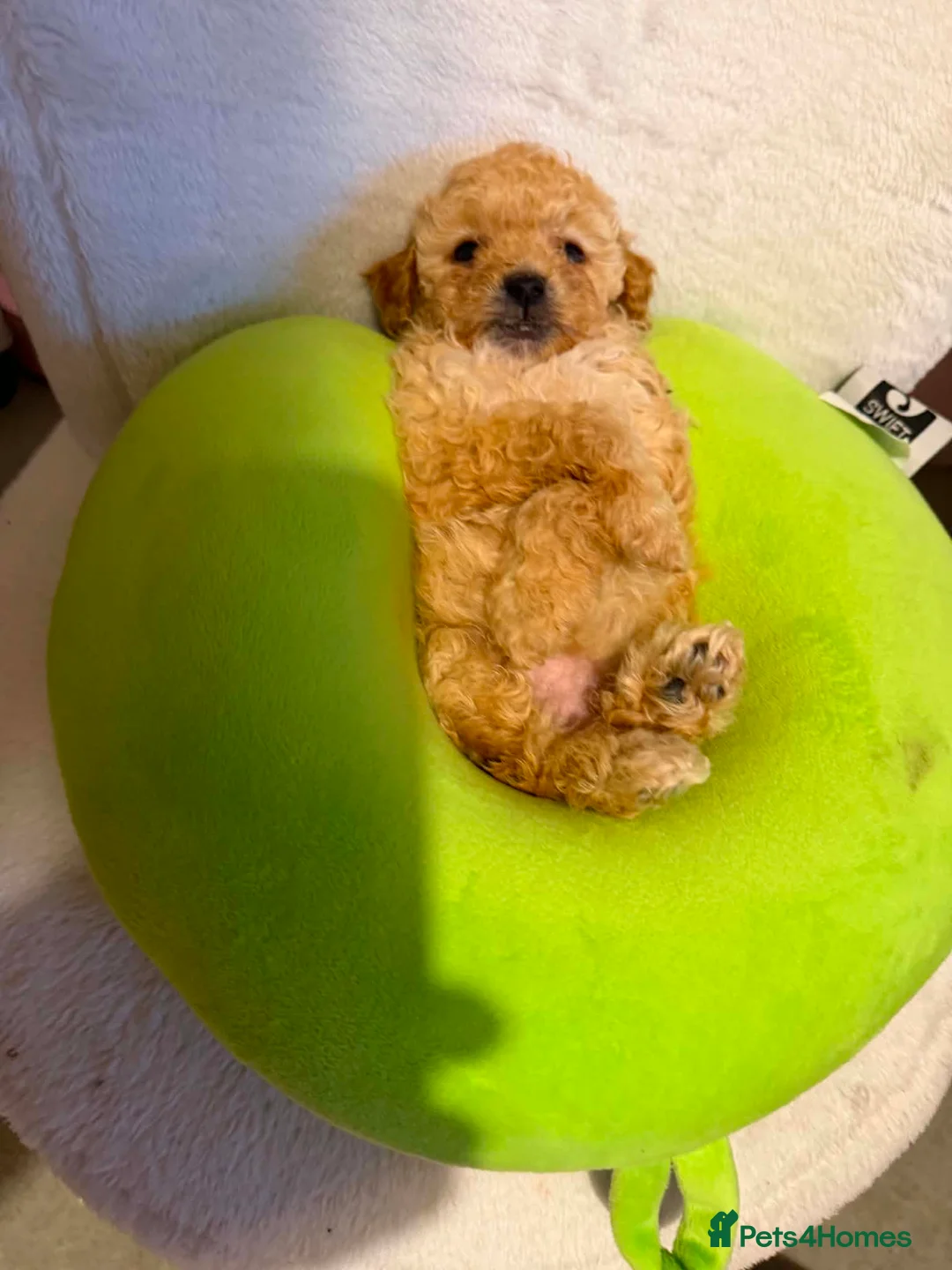 Cavapoo dogs for sale: Stunning F1 Cavapoo Puppies - Advert 1