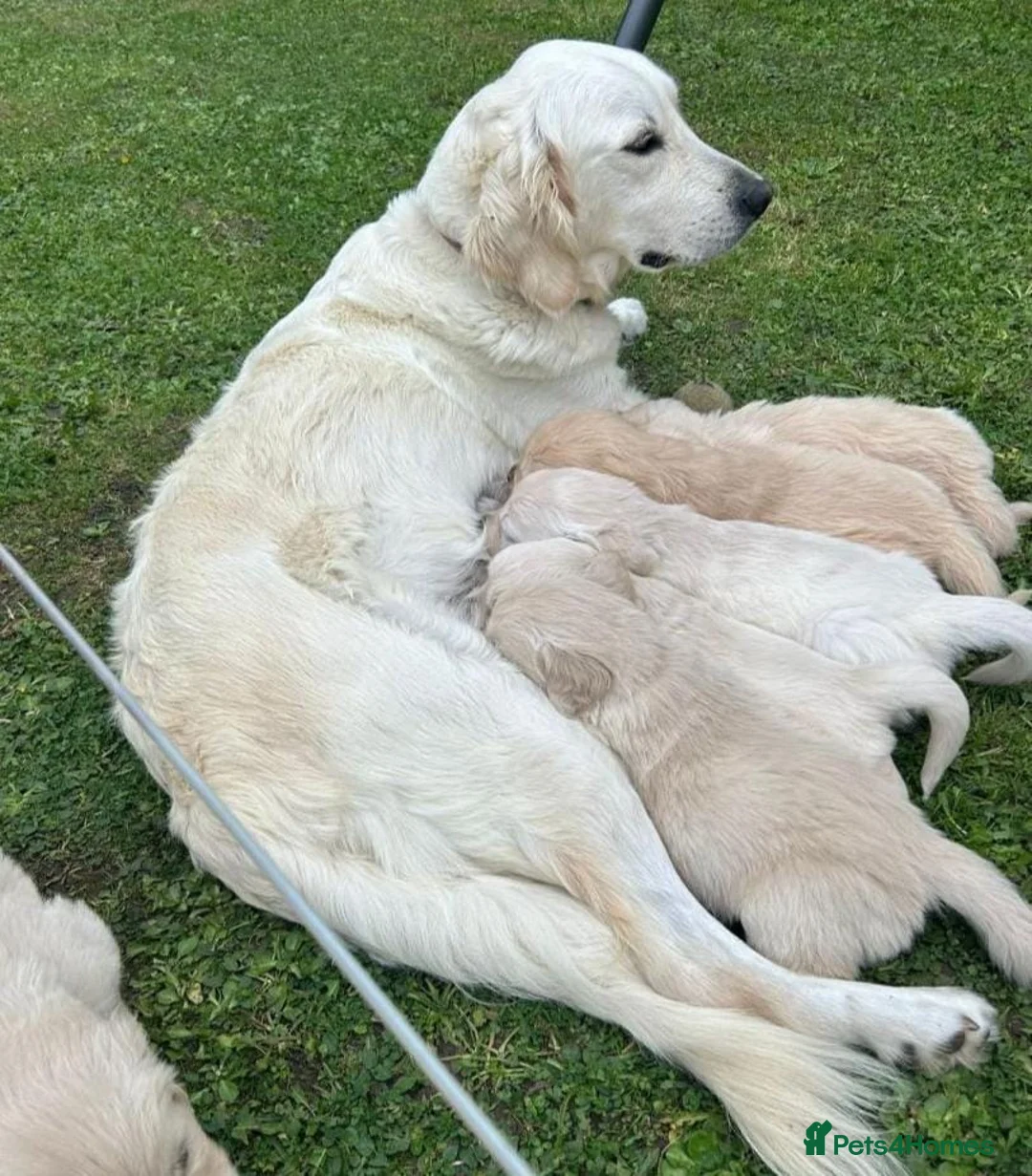 Golden Retriever dogs for sale: Full Golden retriever puppies - Advert 4