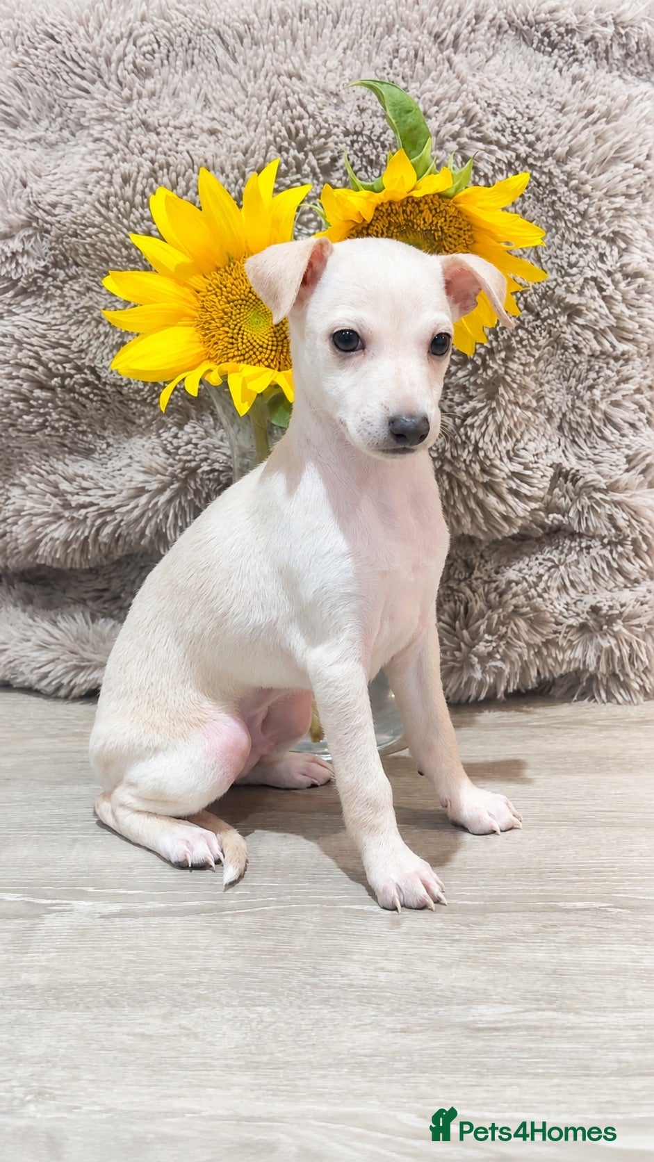Italian Greyhound dogs Gorgeous Cream Boy Available - Advert 1