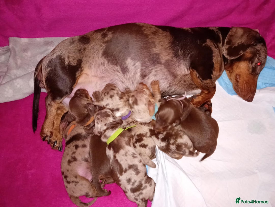 Miniature Dachshund dogs for sale: Miniature Dachshunds puppy's for sale.  - Advert 9