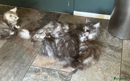 Maine Coon cats for sale:  Tica active registered Beauitful big kittens  in Wednesbury - Image 3