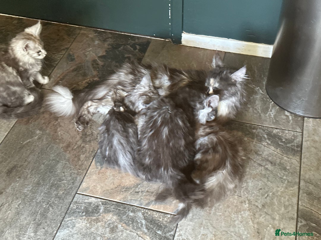 Maine Coon cats for sale:  Tica active registered Beauitful big kittens  in Wednesbury - Image 3