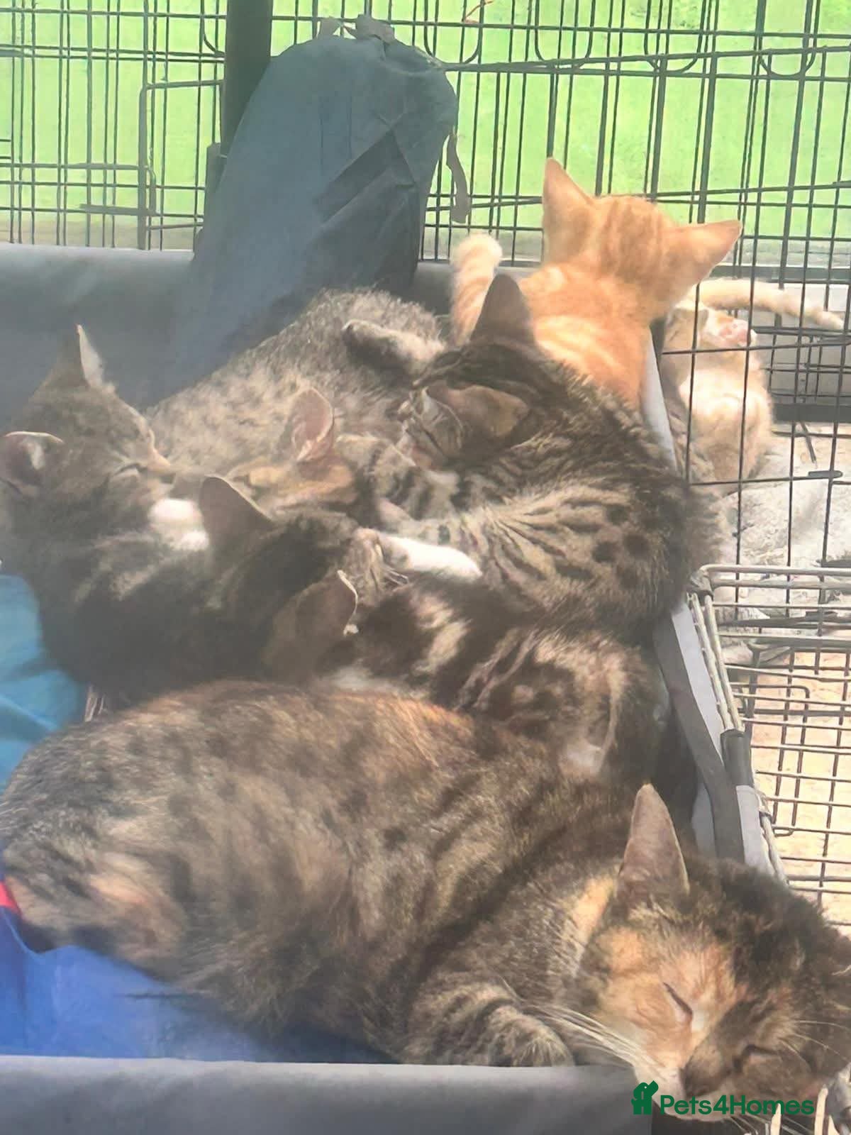 Mixed Breed cats Adorable kittens - Advert 1