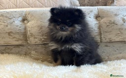 Pomeranian dogs for sale: Kc teddy bear pom babies  - Image 21