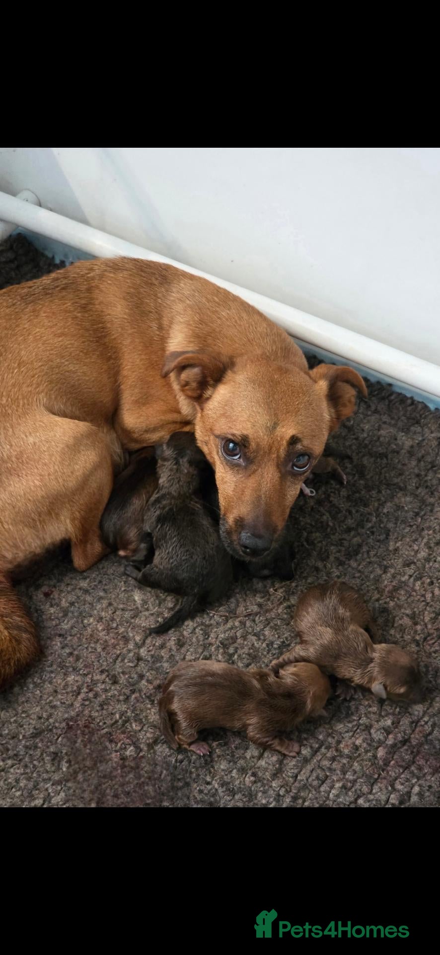 Mixed Breed dogs Stunning 3/4 patterdale, 1/4 border terrier pups.  - Advert 4