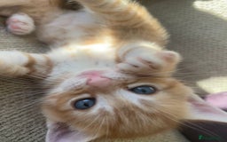 Mixed Breed cats for sale: 4 gorgeous mixed breed kittens - Image 10
