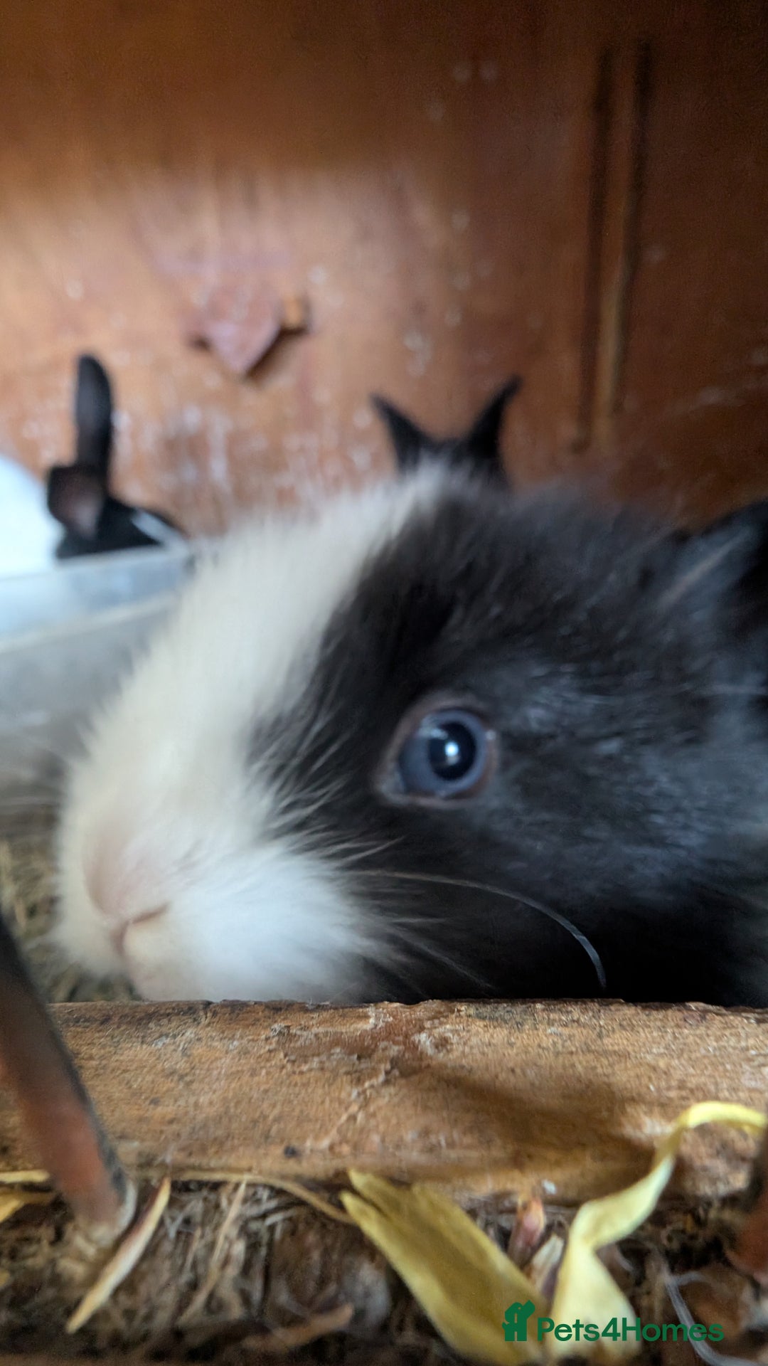 Mixed Breed rabbits for sale: Netherland Dwarf mix Lionhead - Image 2