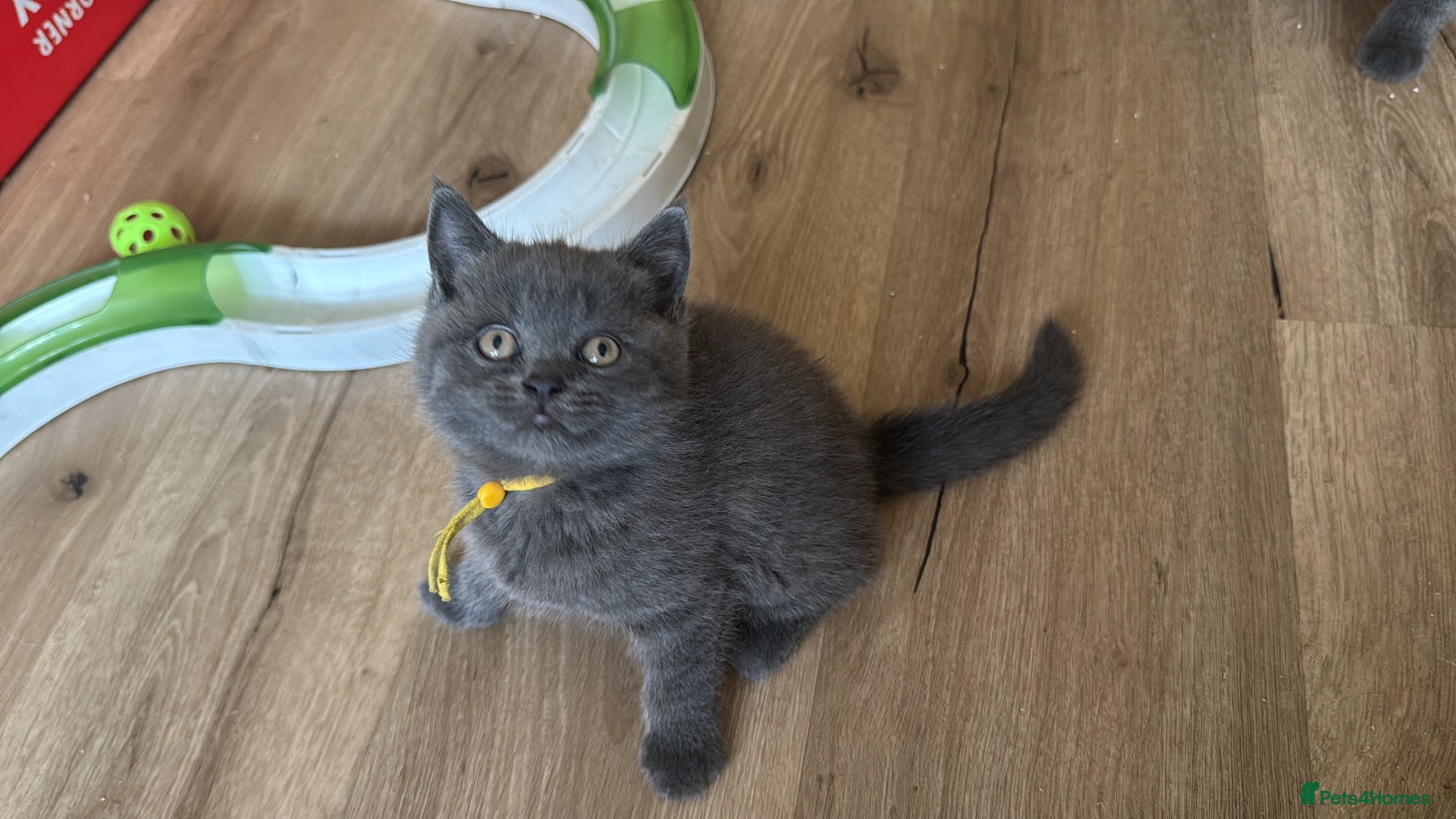 British Shorthair cats British shorthair pedigree kitten, READY NOW   - Advert 2