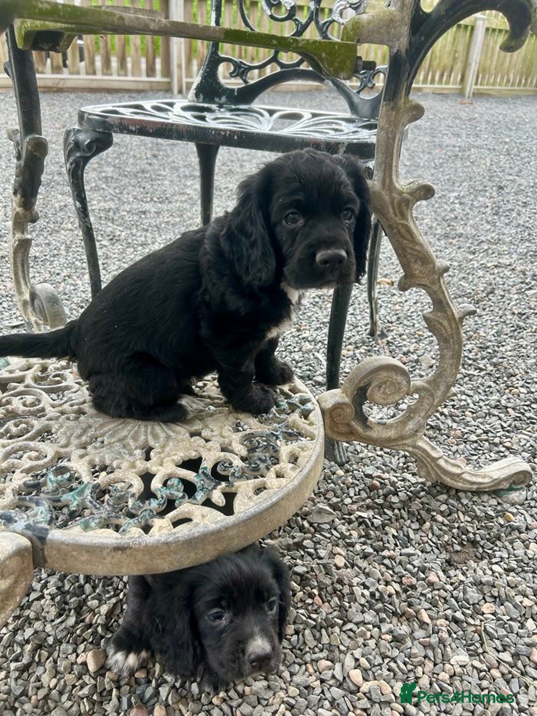 Cocker Spaniel dogs for sale: Stunning KC Reg Working Cocker Spaniels Pups  - Image 5