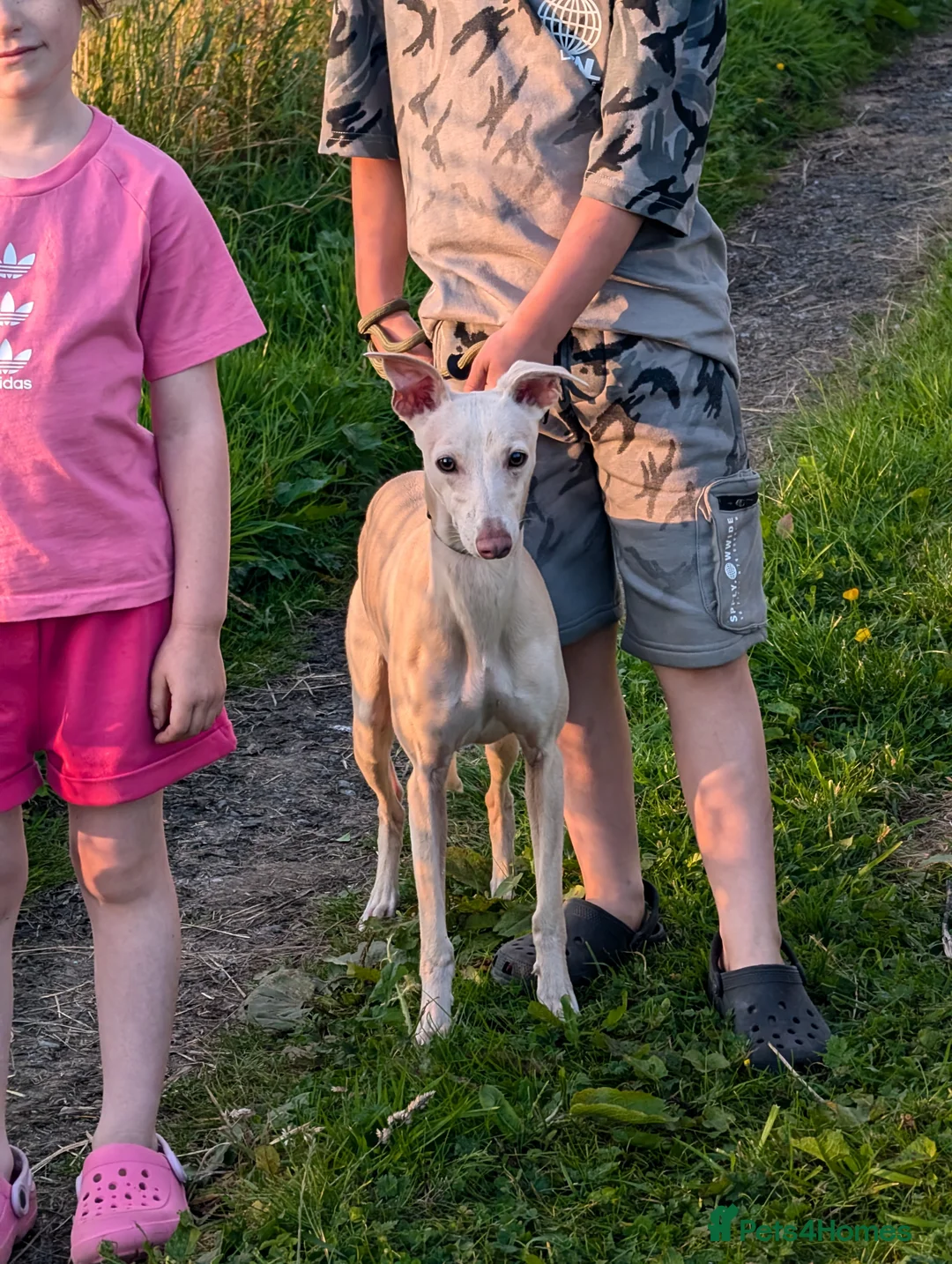 Whippet dogs for stud: Full cream kc and blue white parti kc for stud in Crook - Advert 4