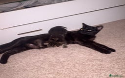 Mixed Breed cats for sale: Kittens for sale  - Image 7