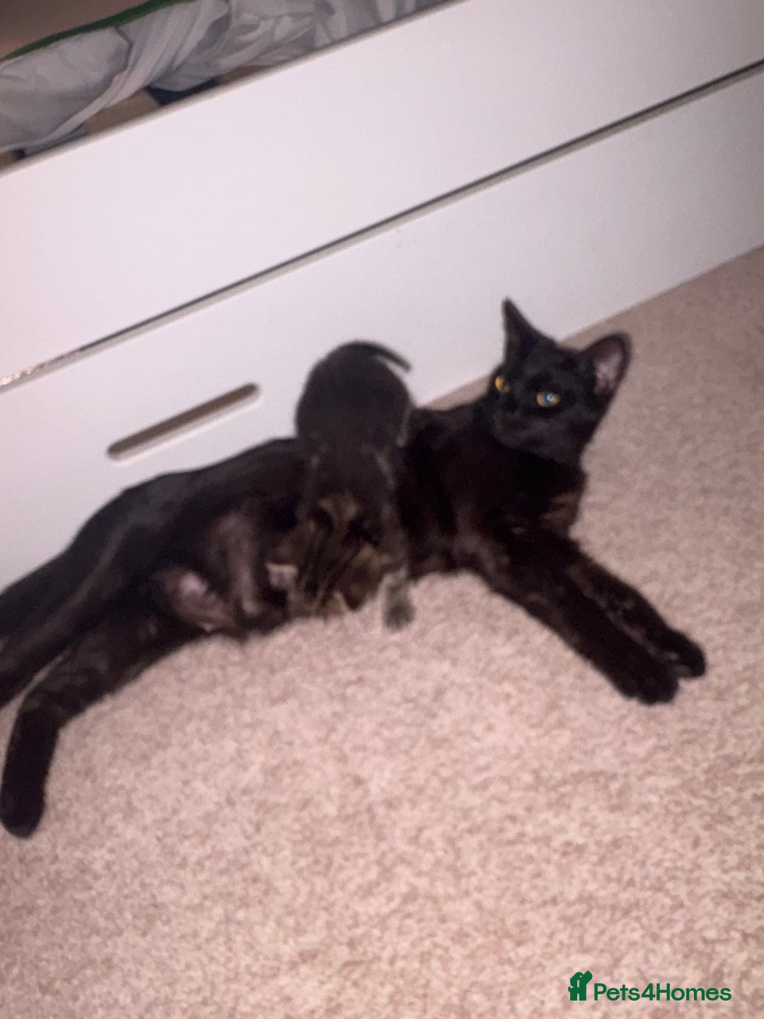 Mixed Breed cats for sale: Kittens for sale  - Image 7