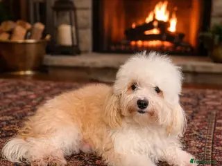 Shihpoo dogs Adorable toy ShihPoo - ready to leave - Advert 5