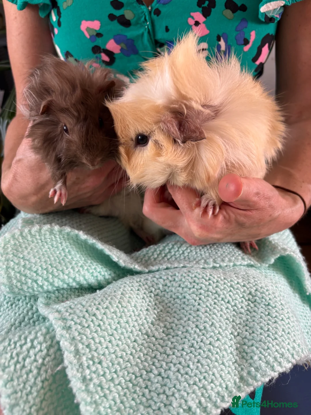 Guinea Pig rodents for sale: Beautiful, healthy, friendly brother guinea pigs - Advert 16