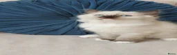Ragdoll cats for sale: STUNNING Ragamese Kittens Ready to Leave - Advert 18