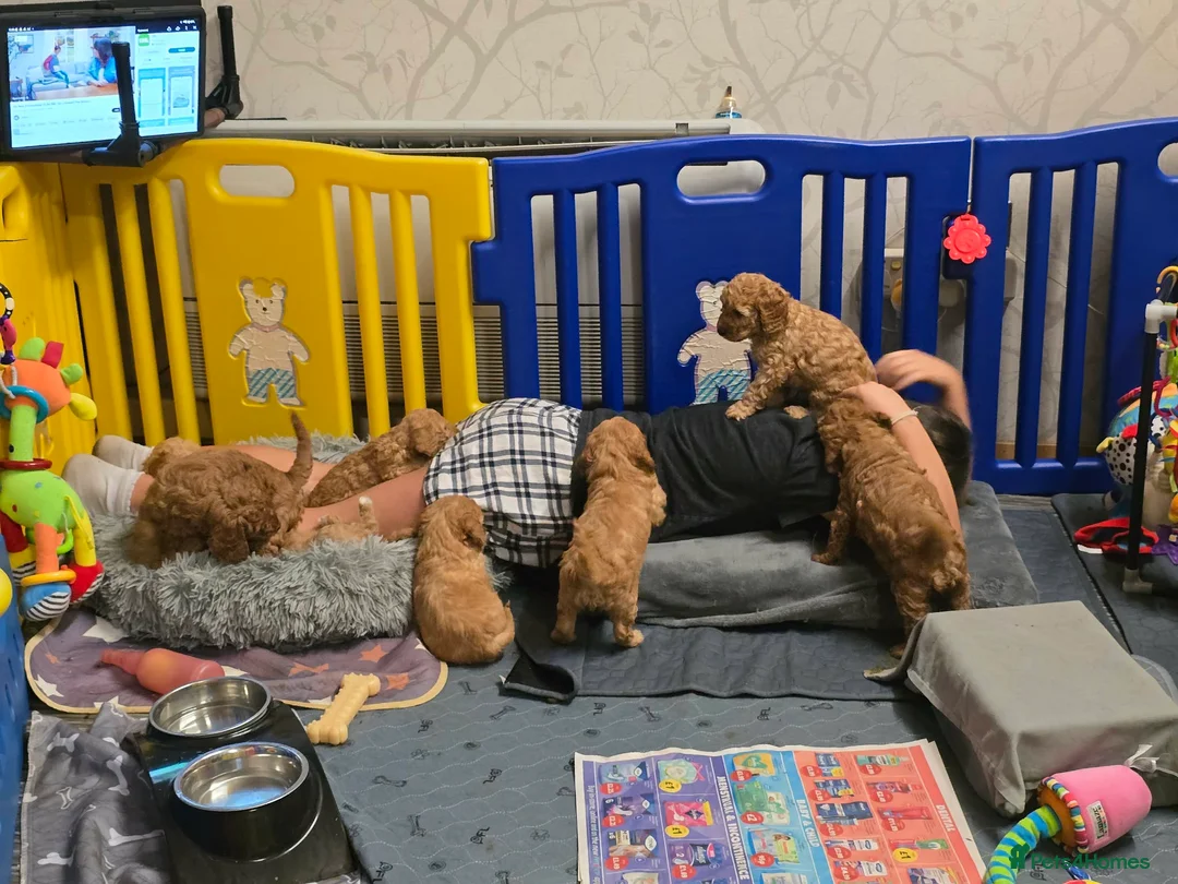 Cockapoo dogs for sale: Beautiful DNA Health tested Cockapoos - Advert 25