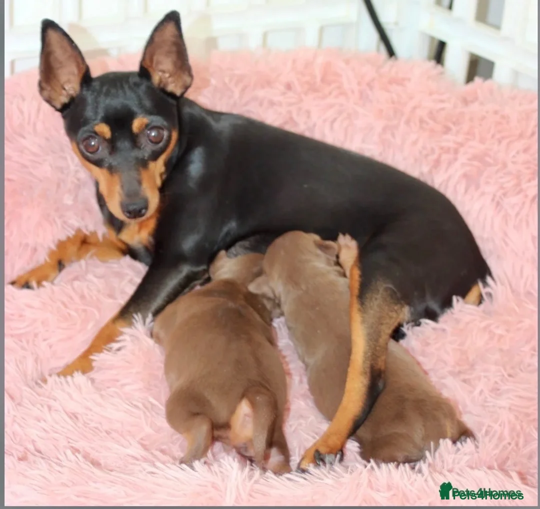Miniature Pinscher dogs for sale: Male puppy min pin - Advert 6