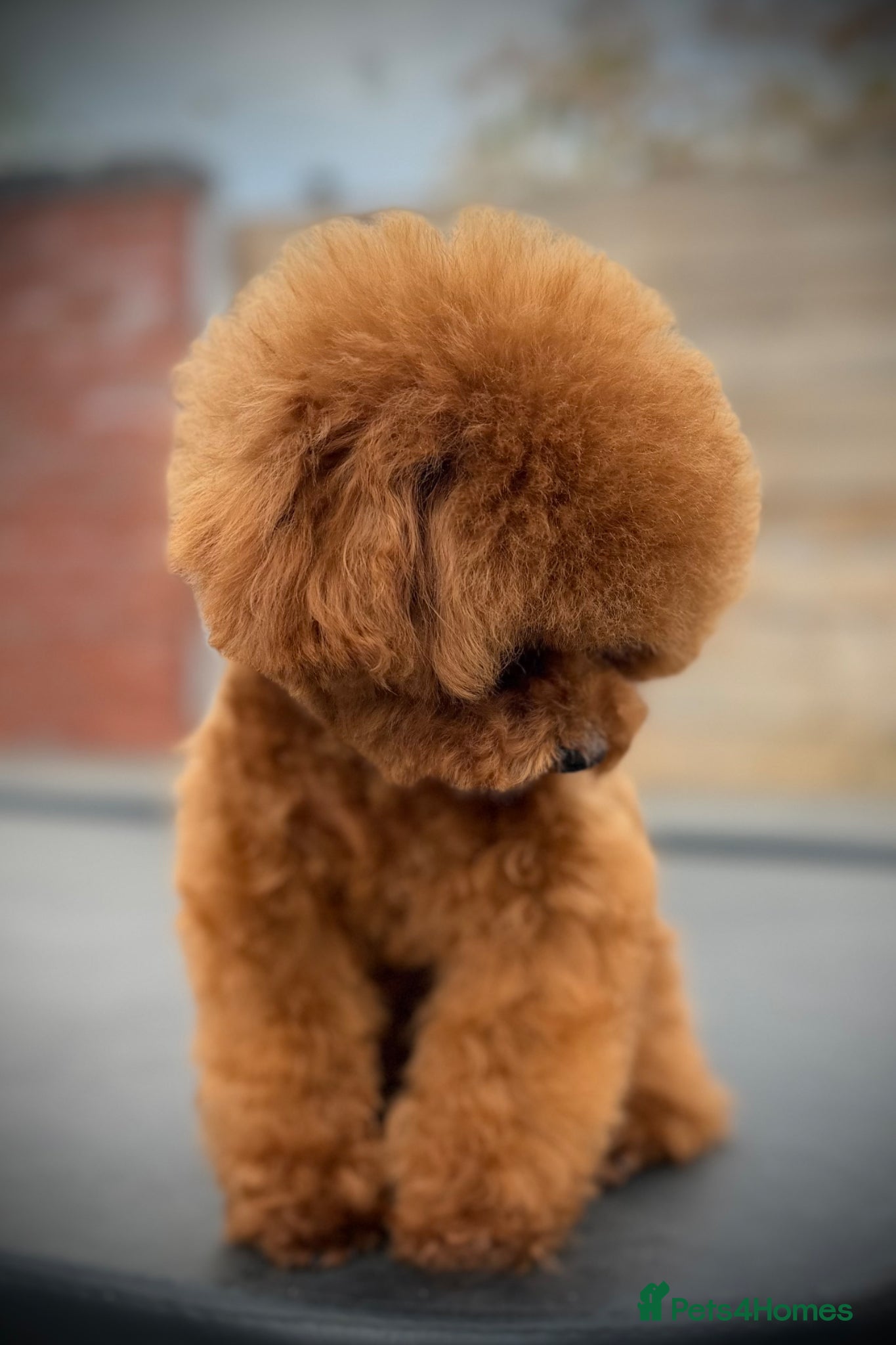 Toy Poodle dogs  🍒 Tiny Red Asian Poodle for Stud 🍒 - Advert 14