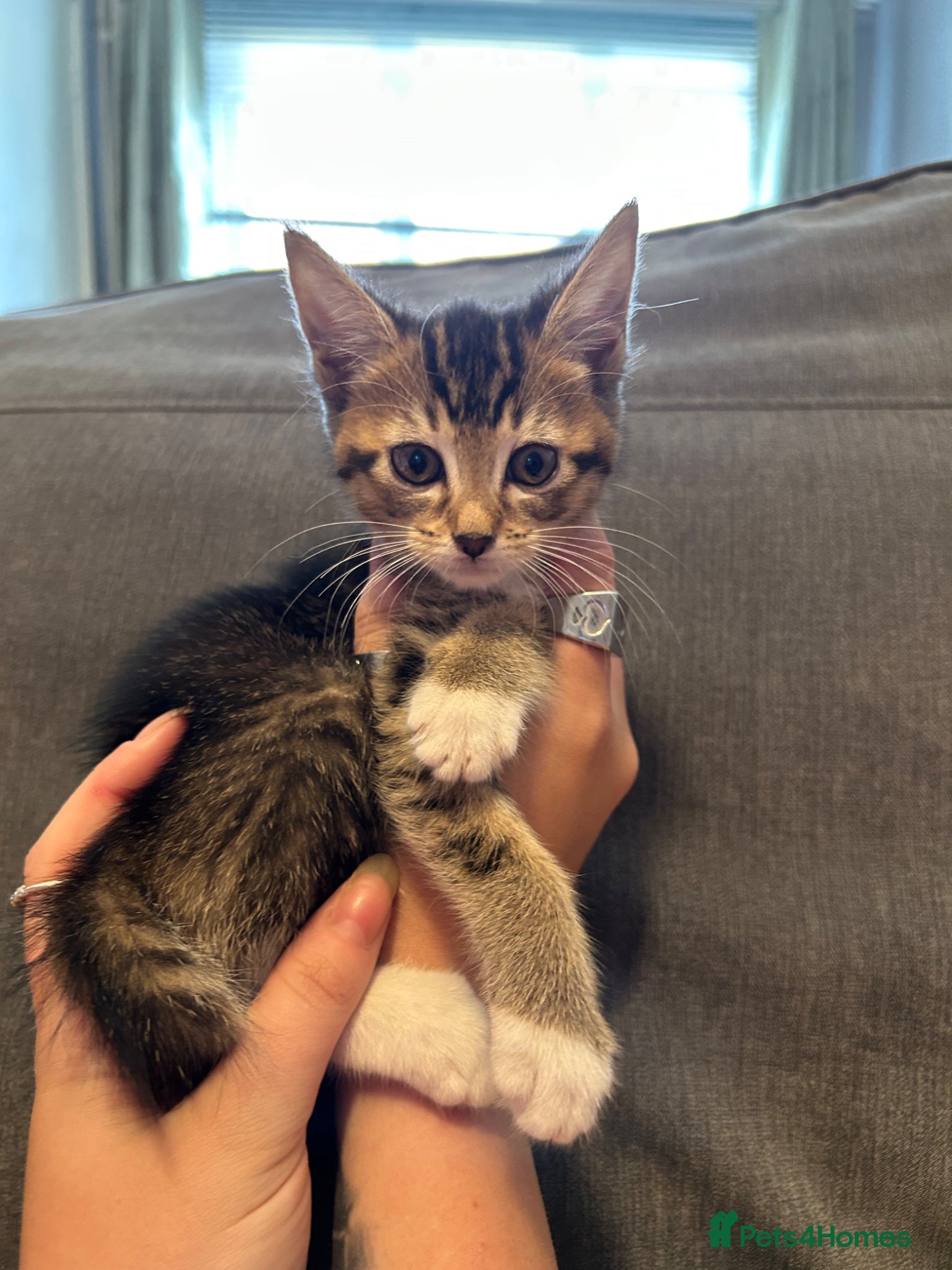 Abyssinian cats STUNNING ABYSSINIAN MIXED BABIES NEEDING HOMES  - Advert 7