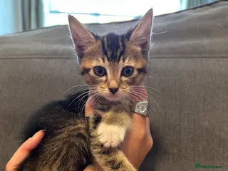 Abyssinian cats STUNNING ABYSSINIAN MIXED BABIES NEEDING HOMES - Advert 7