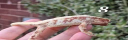 Gecko reptiles for sale: Various crested geckos  - Advert 23