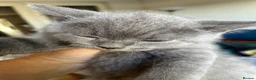 British Shorthair cats for sale: 2 boy kittens - Advert 10