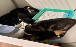 Bengal cats for sale: Bengal cross tabby kittens rare melanistic!!! - Image 8