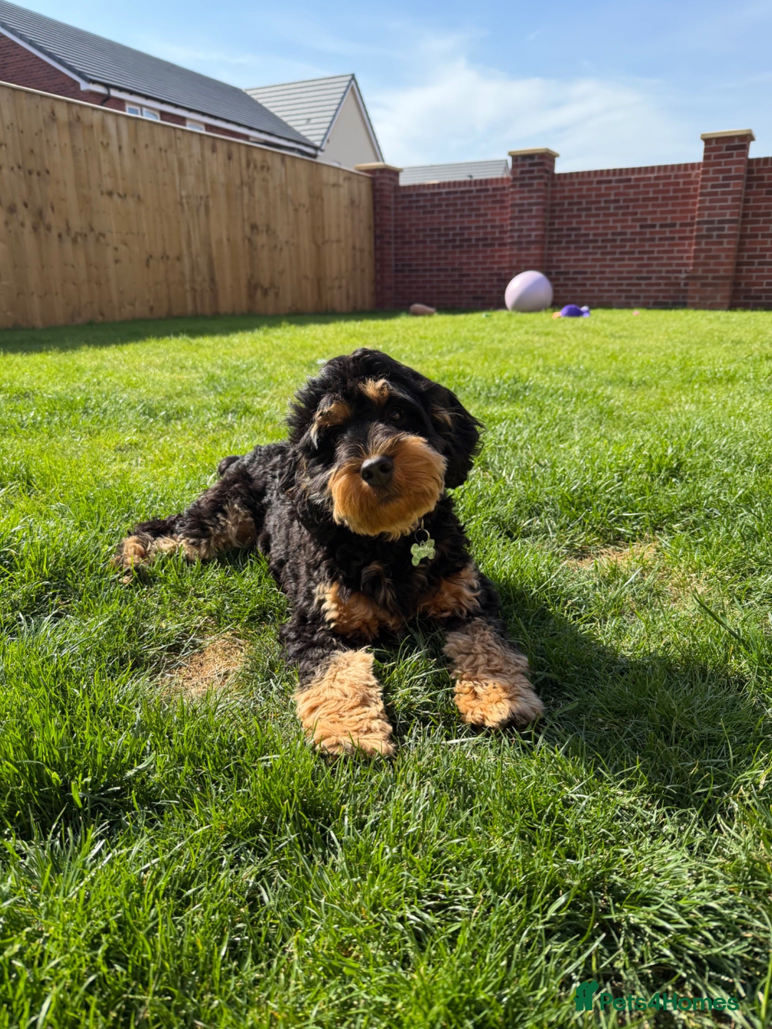 Cockapoo dogs Cockapoo 9 month old Pup - Advert 3