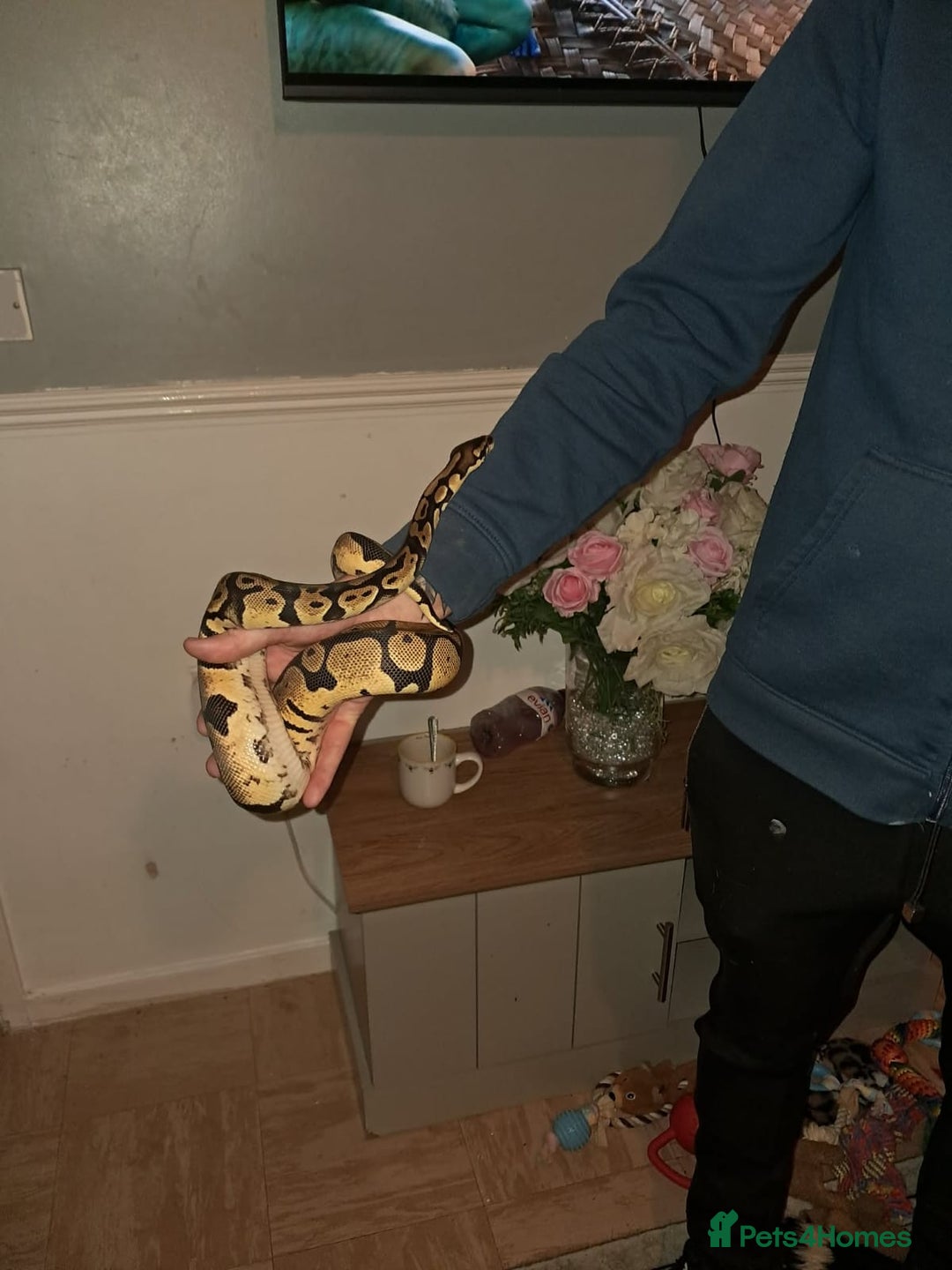 Python Snake reptiles for sale: Royal python  - Advert 5