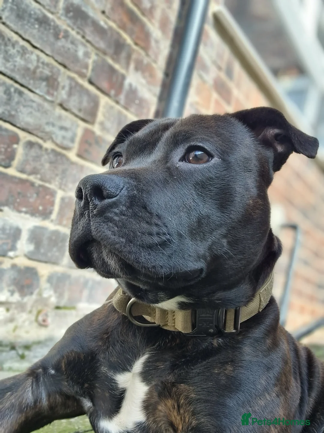 Staffordshire Bull Terrier dogs for adoption: Loving Staffordshire Bull Terrier Zeus - Advert 1