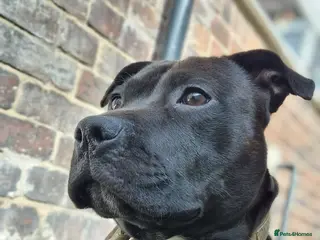 Staffordshire Bull Terrier dogs Loving Staffordshire Bull Terrier Zeus - Advert 1