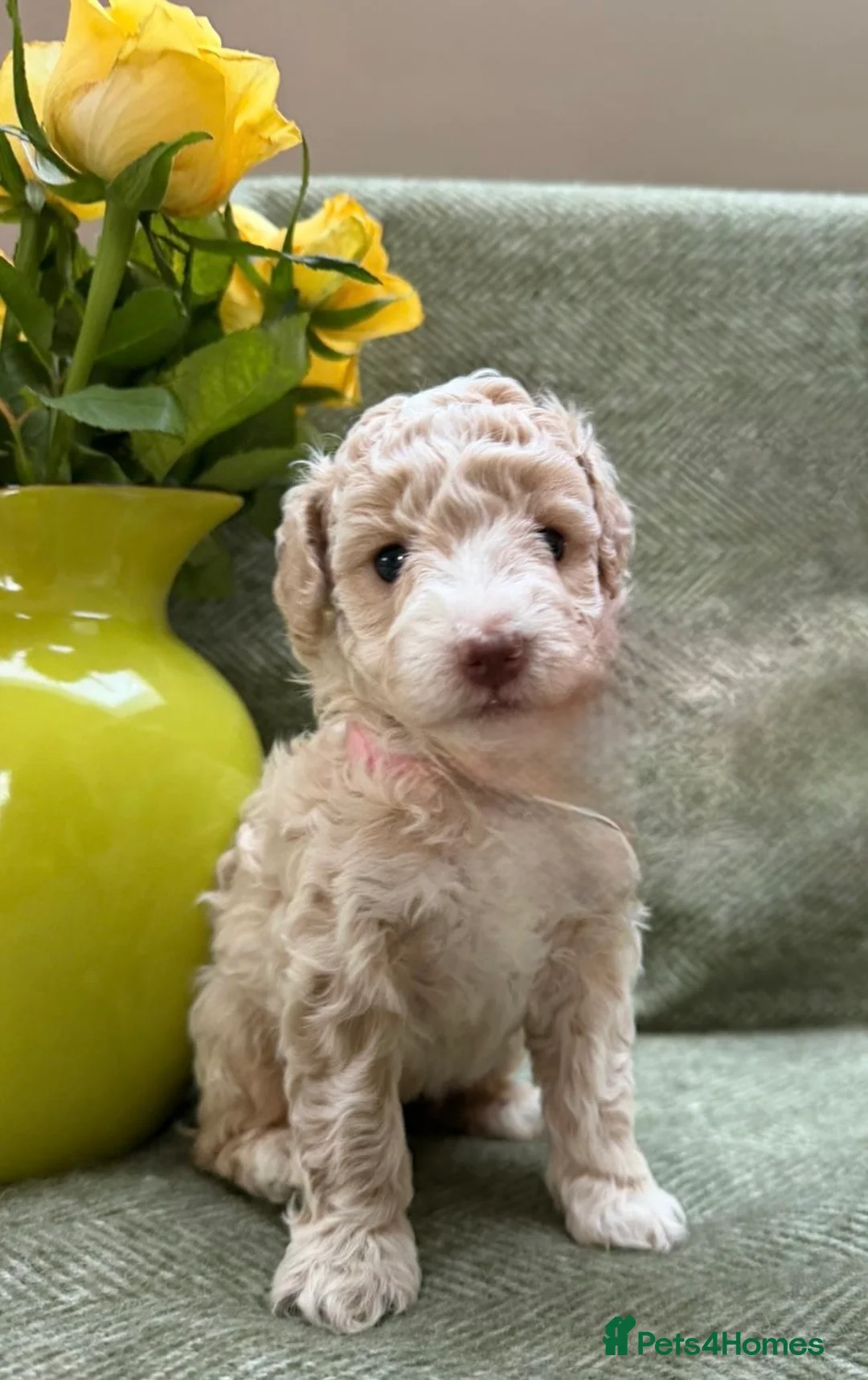 Labradoodle dogs for sale: Gorgeous 3rd Gen Miniature Labradoodle Puppies - Advert 12