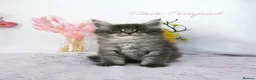 Maine Coon cats for sale: Stunning Maine Coon ( polydactyl)  - Advert 2
