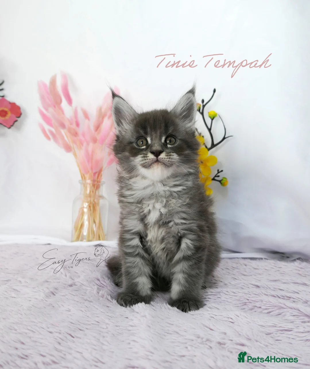 Maine Coon cats for sale: Stunning Maine Coon ( polydactyl)  - Advert 2