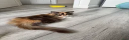 British Longhair cats for sale: Pedigree British Longhair chocolate tortie TICA - Advert 3