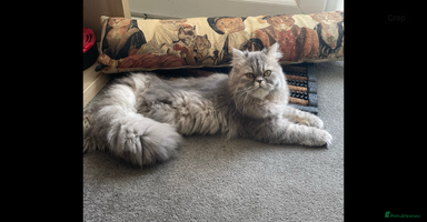 Persian cats - Advert 2