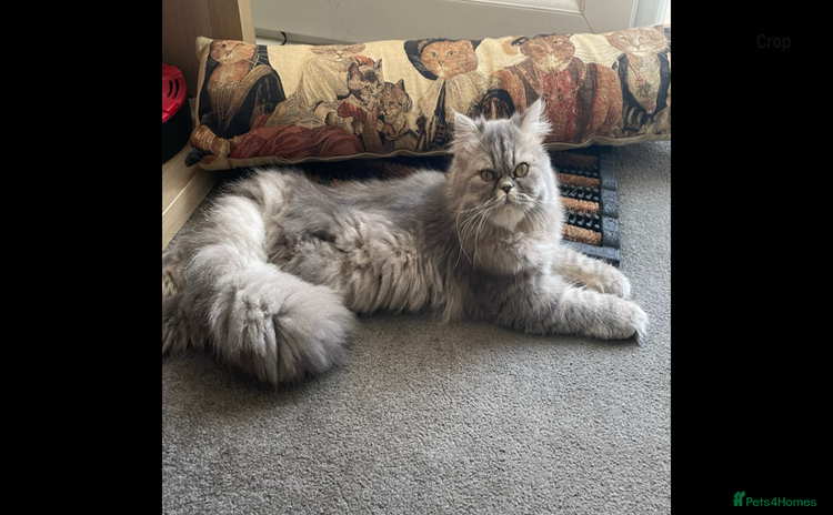 Persian cats - Advert 3