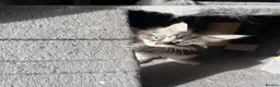 Maine Coon cats for sale: Last Maine coon girl left ready to leave 🩷 - Advert 22