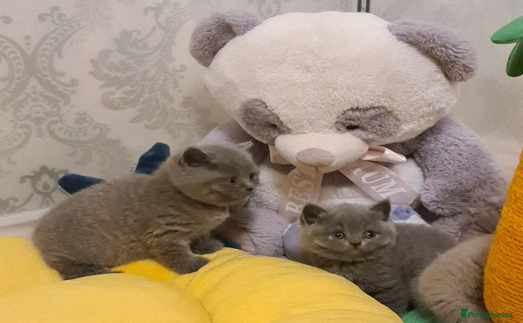 British Shorthair cats - Advert 1