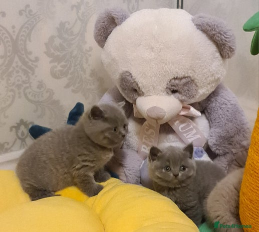 British Shorthair cats - Advert 1